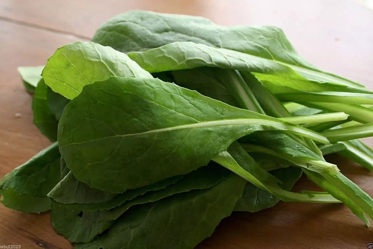 Komatsuna Mustard Seeds – Brassica rapa var. perviridis, Non-GMO Vegetable Garden Seeds, Fast-Growing Leafy Green, 100+ Seeds