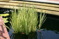 Cold Hardy Variegated Sweet Flag Plant - 2 Gallon Aquatic Marginal Plant for Ponds