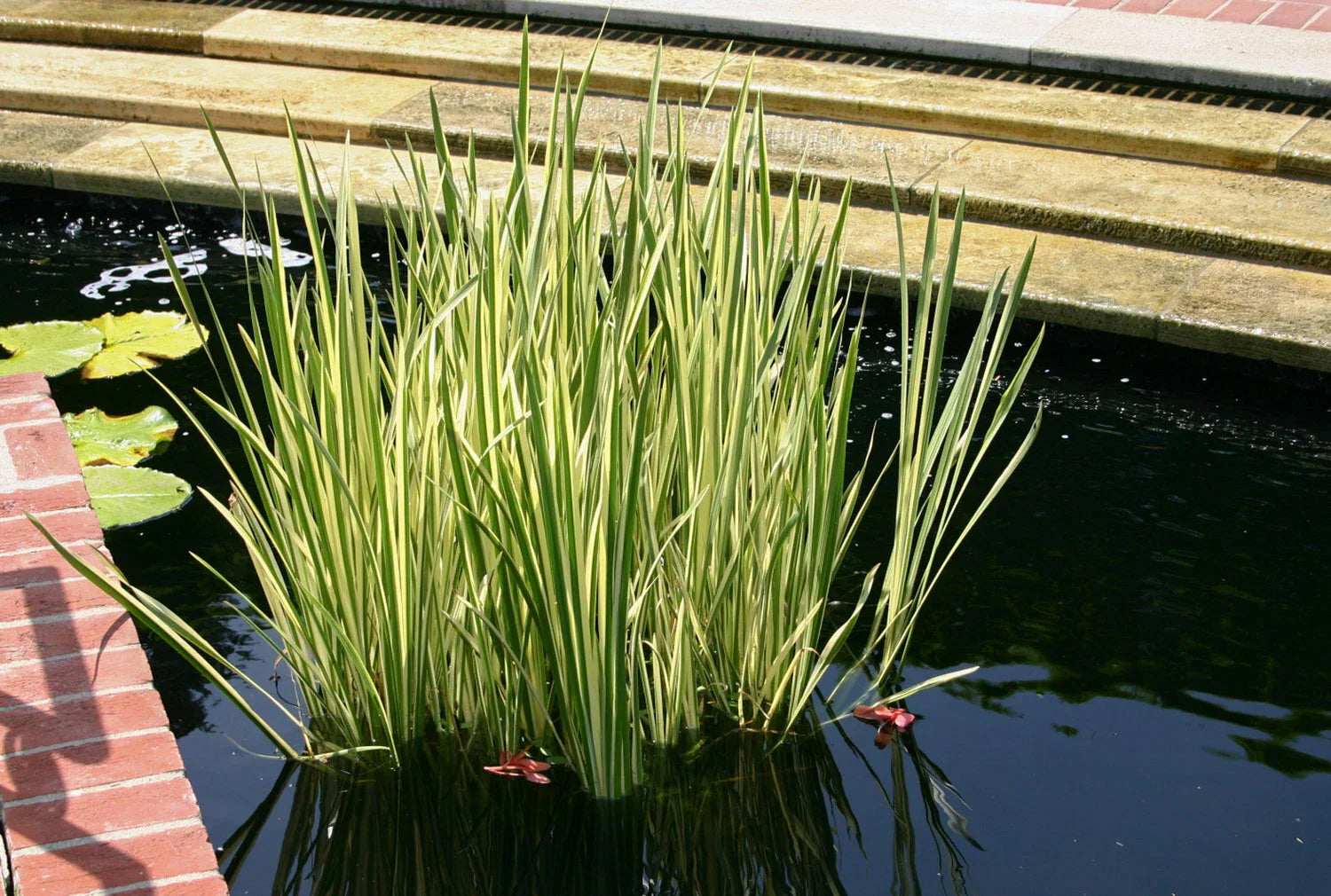 Cold Hardy Variegated Sweet Flag Plant - 2 Gallon Aquatic Marginal Plant for Ponds