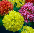Indian Blanket Flower Seeds - Double Mix 100 Pack, Gaillardia pulchella, Drought-Tolerant Wildflower for Gardens & Borders