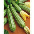 Italian Striped Zucchini Seeds - 20 Count, Cucurbita pepo, Early Maturing, Traditional Italian Variety, Organic Gardening, Bush Plant