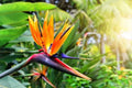 Bird of Paradise Flower Seeds - 5 Seeds, Strelitzia reginae, Tropical Exotic Blooms, Easy to Grow, Garden Plant, Ornamental Seeds