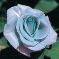 Blue Rose Seeds - Perennial Flowering Shrub Seeds - Rosa spp. Blue Blooming Flowers - 10 Pack