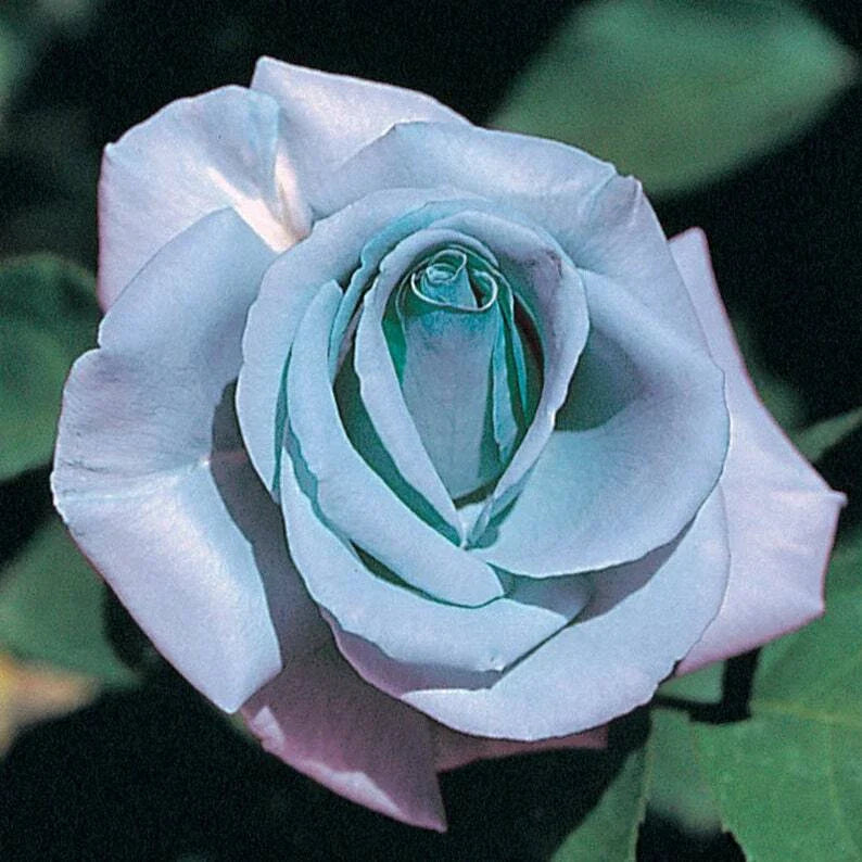 Blue Rose Seeds - Perennial Flowering Shrub Seeds - Rosa spp. Blue Blooming Flowers - 10 Pack