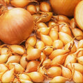 Spanish Globe Onion Sets Bulbs - Long Day Yellow Sweet Allium cepa - Garden Planting Bulbs for Home Garden