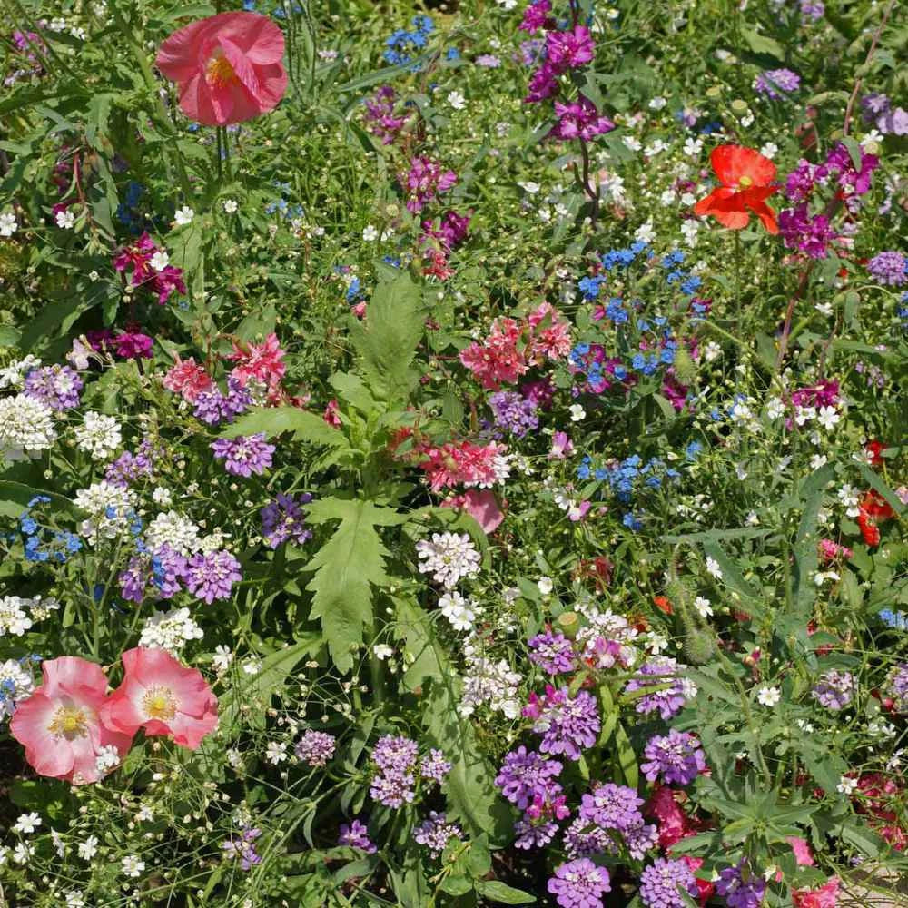 Wildflower Seeds Mix - 200+ Colorful Annual & Perennial Varieties for Partial Shade Gardens - USA Grown