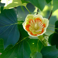 Live Tulip Tree Plant 7" Tall Well-Rooted Liriodendron Tulipifera for Gardens and Landscaping