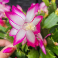 Holiday Thanksgiving Cactus Plants - Schlumbergera truncata - Colorful Indoor Succulents - 3 Pack