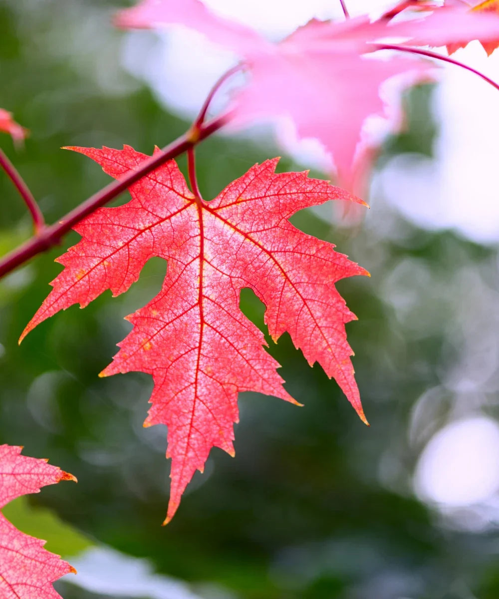 Silver Maple Seeds - 10 Pack for Bonsai, Acer saccharinum, Fast Growing Tree with Vibrant Fall Colors