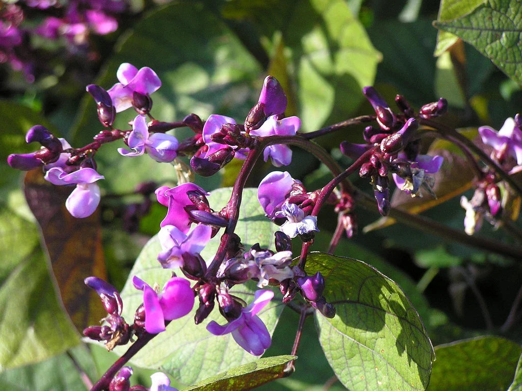 Purple Hyacinth Bean Vine Seeds, Climbing Flowering Plant, Lablab purpureus, Fast-Growing Trellis Climber, 15 Seeds
