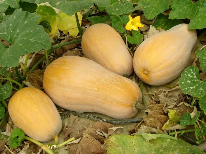 Organic European Winter Butternut Squash Seeds - Non-GMO Cucurbita moschata, Pack of 10, Heirloom, Full Sun, USA Grown