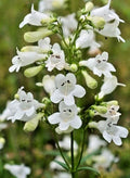 Snow White Penstemon Seeds - Penstemon digitalis Wildflower Seeds, Easy to Grow, Native Perennial, 200 Seeds
