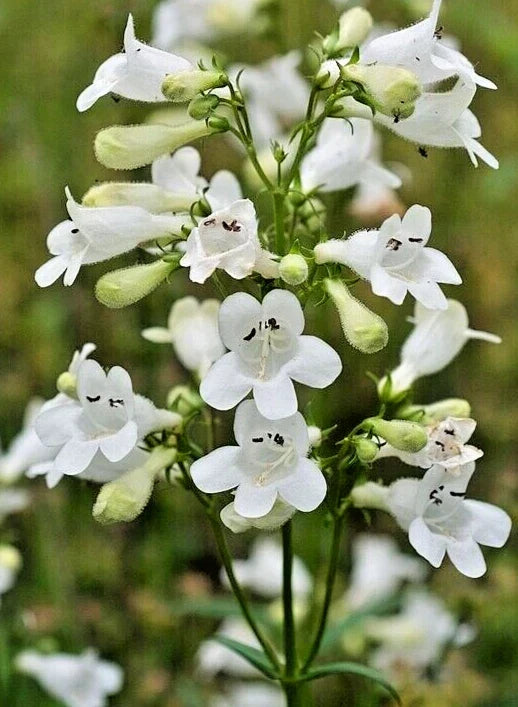 Snow White Penstemon Seeds - Penstemon digitalis Wildflower Seeds, Easy to Grow, Native Perennial, 200 Seeds