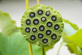 Lotus Seeds for Planting - 10 Pack - Aquatic Flowering Nelumbo nucifera for Ponds & Water Gardens