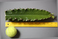 Euphorbia Ingens Cutting 1 Ft - African Milk Barrel Succulent - Indoor Outdoor Foliage Plant - Euphorbia Ingens