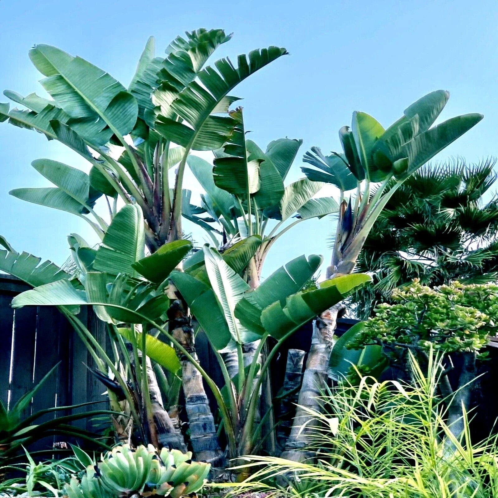 Giant White Bird of Paradise Seeds - Strelitzia nicolai - Tropical Flower Plant for Garden & Landscape
