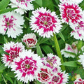 Pink Chianti Carnation Seeds - 200+ Pack, Dianthus caryophyllus, Garden Flower, Vibrant Pink Blooms, Easy to Grow, USA Shipping