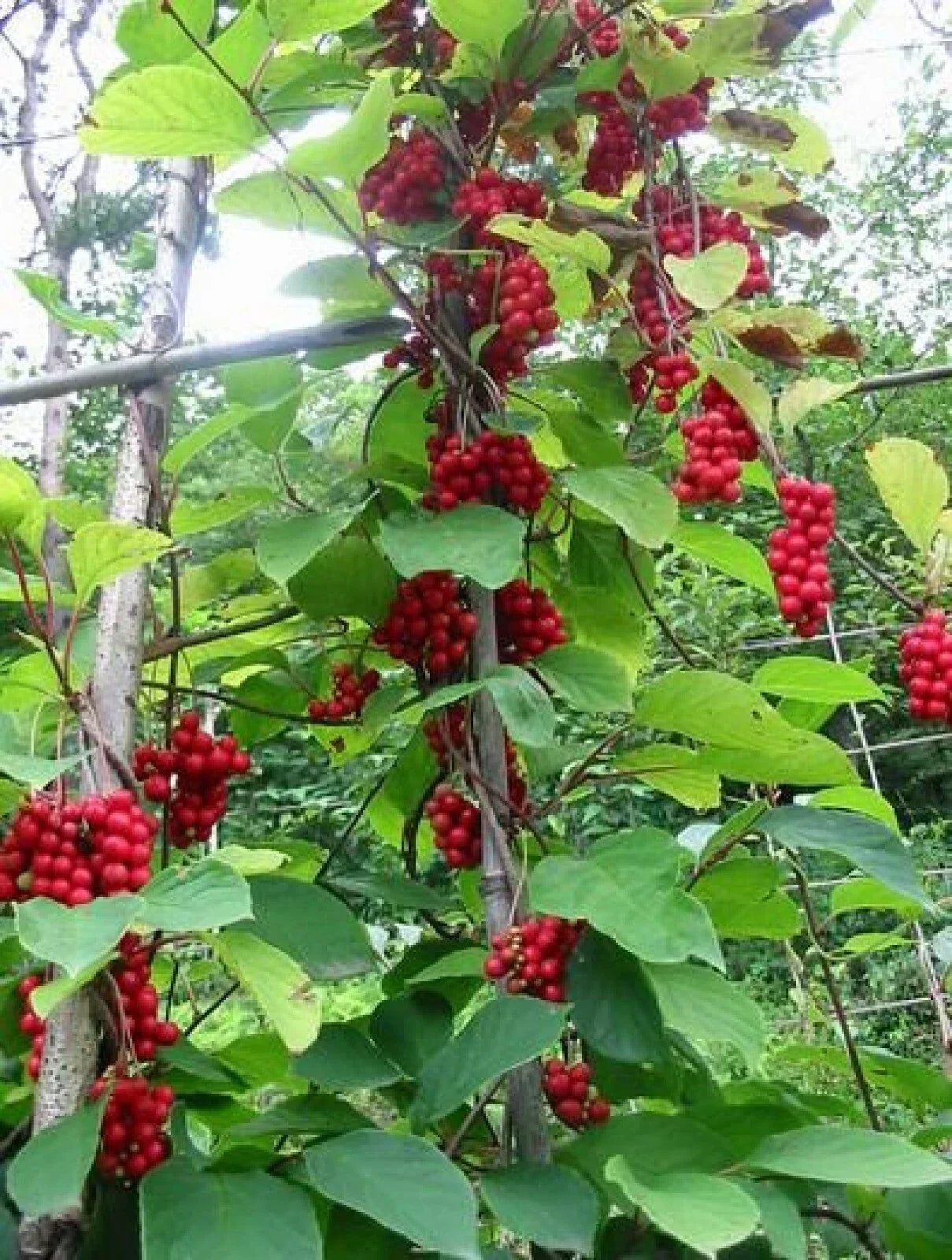 Magnolia Vine Seeds Organic Schisandra sphenanthera 10 Pack Climbing Vine for Garden & Trellises