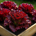 Ruby Red Lettuce Seeds - Heirloom Non-GMO Lactuca sativa - Loose-Leaf, Crisp, Antioxidant-Rich, Organic Seed Packet