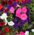 Petunia Seeds Dwarf Mix Multi-Color Compact Container Flowers - Petunia × hybrida, 2000 Seeds