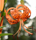 Tiger Lily Seeds - 20+ Count - Spotted Flowers - Lilium columbianum - Perennial Garden Flower Seeds - Attracts Pollinators