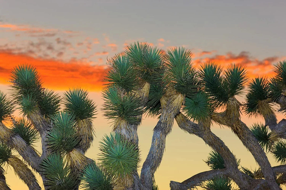 Joshua Tree Bonsai Seeds - Yucca brevifolia - Grow Your Own Unique Drought-Tolerant Bonsai Tree