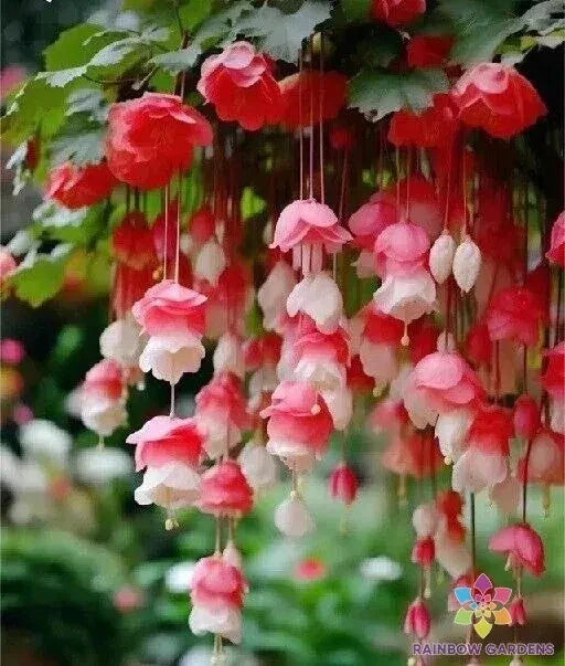 Weeping Begonia Seeds - 25 Red & White Varieties for Garden Planting - Begonia pendula Annual Seeds
