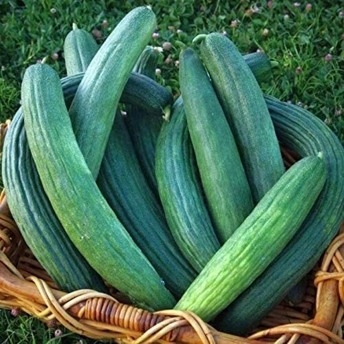 Armenian Dark Green Cucumber Seeds Heirloom Non-GMO Cucumis sativus for Home Garden, Salad & Pickling