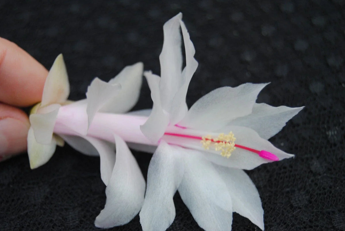 Christmas Cactus Starter Plant - Snow White - Schlumbergera Truncata - Small Healthy Well-Rooted Plant