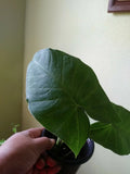 Giant Elephant Ear Plant - Small Alocasia - Large Leaves Indoor Houseplant - Tropical Foliage - Alocasia spp.