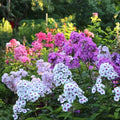 Garden Mix Phlox Seeds - 100+ Colorful Flower Pack for Borders & Containers - Phlox paniculata Seeds
