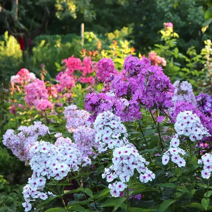 Garden Mix Phlox Seeds - 100+ Colorful Flower Pack for Borders & Containers - Phlox paniculata Seeds