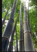 California Giant Bamboo Seeds - Clumping Privacy Screen for Garden - Bambusa vulgaris - 50 Pack