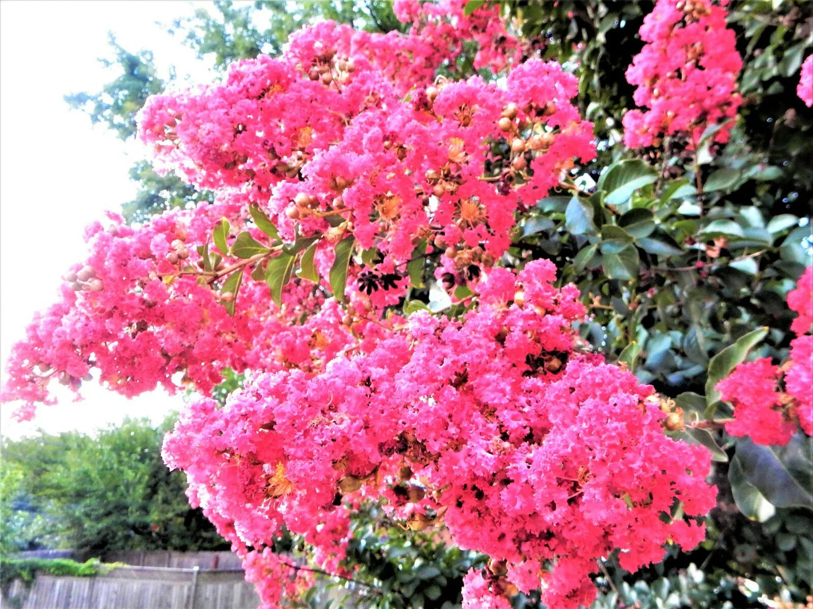Sioux Pink Crape Myrtle Plant - Live Perennial Shrub with Pink Blooms - Lagerstroemia indica