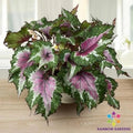 Watermelon Party Begonia Seeds - 25+ Seeds for Garden Planting - Begonia x tuberhybrida - Indoor & Outdoor Gardening