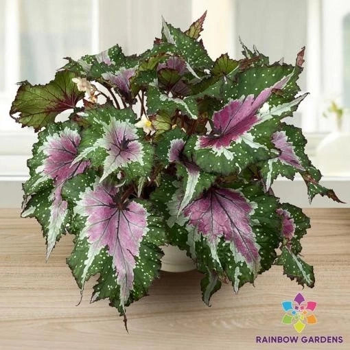 Watermelon Party Begonia Seeds - 25+ Seeds for Garden Planting - Begonia x tuberhybrida - Indoor & Outdoor Gardening