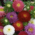 Aster Seeds - Dwarf Milady Mix Flowering Plants, 50 Non-GMO Seeds for Gardens & Containers, 5 Colors, Aster amellus