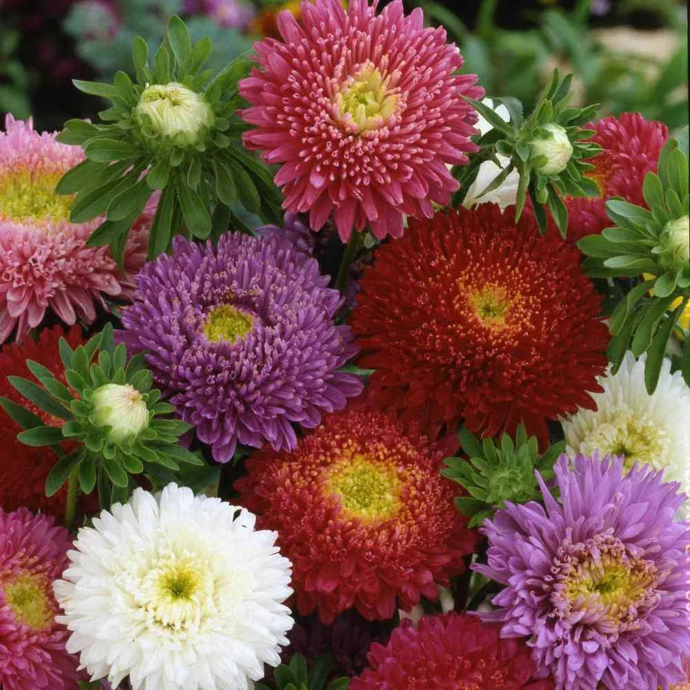 Aster Seeds - Dwarf Milady Mix Flowering Plants, 50 Non-GMO Seeds for Gardens & Containers, 5 Colors, Aster amellus