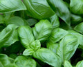 Sweet Basil Seeds 100 Pack - Culinary Herb, Ocimum basilicum, Organic Gardening, Medicinal Plant, Easy to Grow