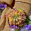Echeveria Mebina Variegata Succulent Plant, 3-Inch Live Indoor Houseplant, Variegated Green, Easy Care, Cactus or Succulent Mix