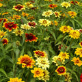 Zinnia Seeds - 500 Non-GMO Mexican Persian Carpet Mix Dwarf Flower Seeds for Pollinators - Zinnia elegans