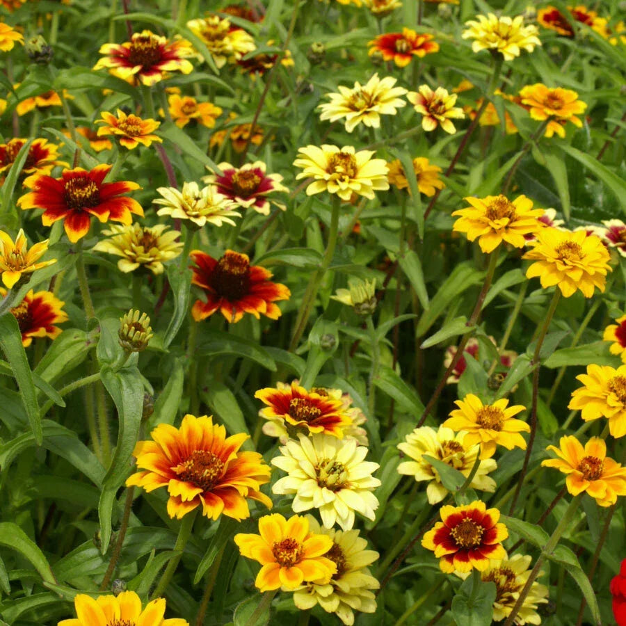 Zinnia Seeds - 500 Non-GMO Mexican Persian Carpet Mix Dwarf Flower Seeds for Pollinators - Zinnia elegans