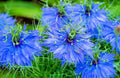 Love in a Mist Flower Seeds 500 Count Nigella damascena Blue White Annual Garden Seeds