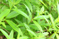 Organic Lemon Verbena Live Starter Plant - Aloysia citrodora Fragrant Herb for Tea & Culinary Use in 4-Inch Pot