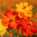 Sulphur Cosmos Seeds - Bright Lights Mix, Red, Orange, Yellow - Cosmos sulphureus, Flower Seeds for Garden, Borders, Containers