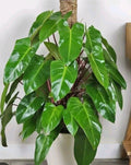 Syngonium Cuttings White Butterfly Arrowhead Plant Live Indoor Cuttings