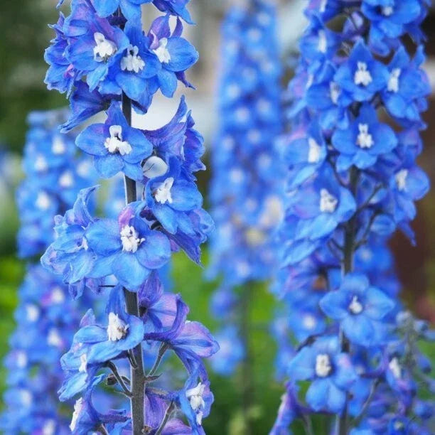 Blue Bird Delphinium Seeds - Perennial Garden Flower - Delphinium elatum - Vibrant Blue Blooms - 50 Seeds
