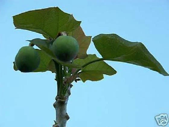 Jatropha curcas Seeds - Rare Succulent for Biodiesel Oil - 20 Seeds - Drought-Tolerant Bonsai Cactus Variety