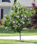 Rose of Sharon Hibiscus Starter Plants - 5 Bare Root Shrubs, Colorful Blooms, Hardy Hibiscus syriacus, Pollinator Attracting, Drought Tolerant