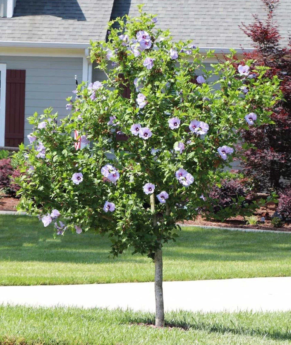 Rose of Sharon Hibiscus Starter Plants - 5 Bare Root Shrubs, Colorful Blooms, Hardy Hibiscus syriacus, Pollinator Attracting, Drought Tolerant